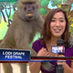 Illustration for article titled Heres a Baboon Grabbing a Reporters Boob Live On the Air